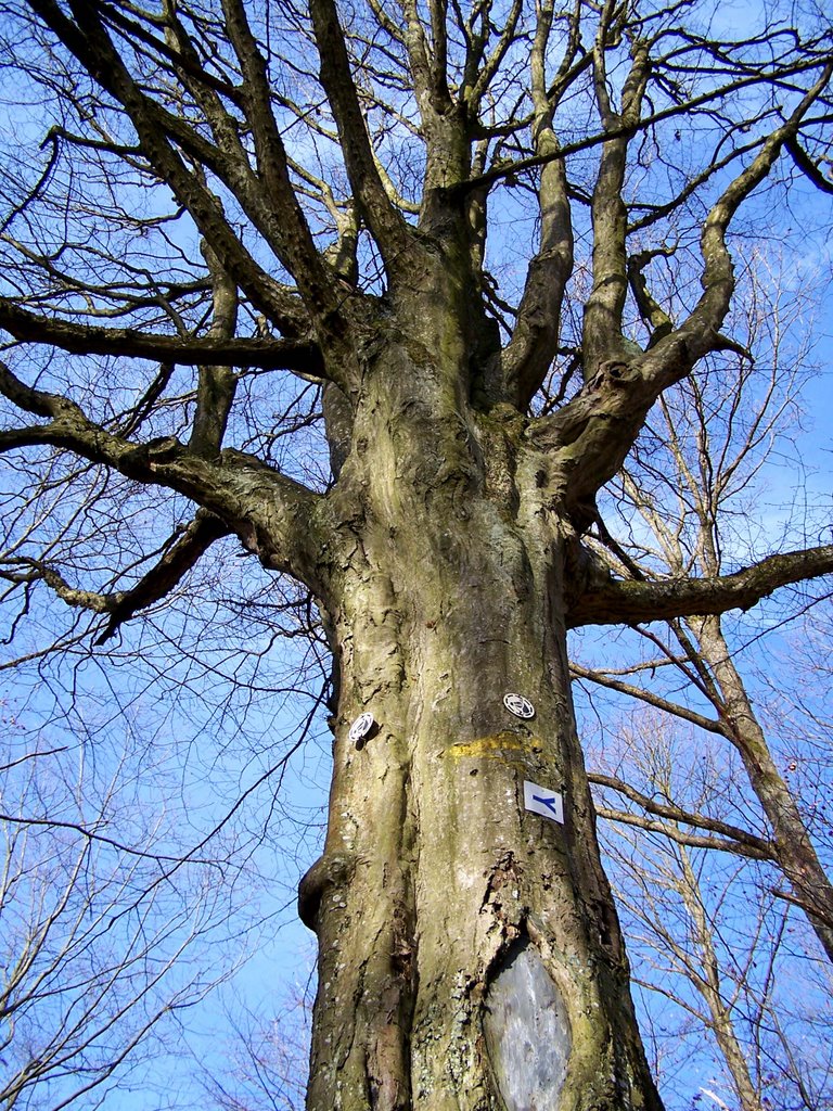 Hainbuche im Rübholz by Hartmut Scheuter