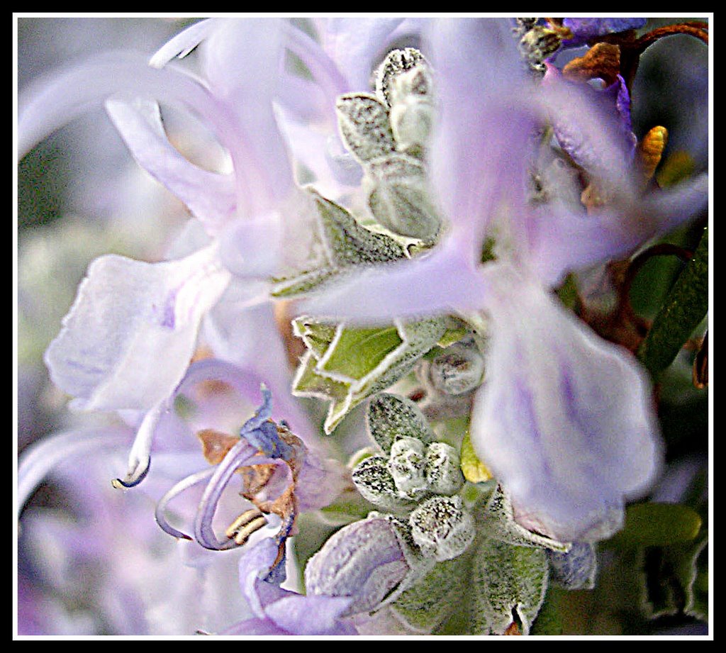 La flor del romero, 2_29.2.2008 by juan jose romero