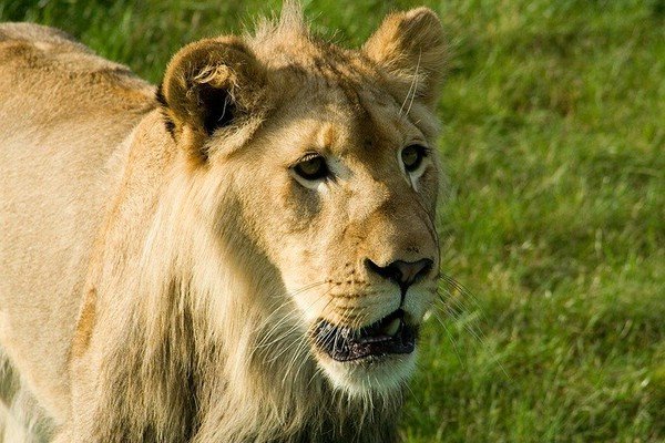 Löwe im Safaripark Stukenbrock by Stefan Schmidt