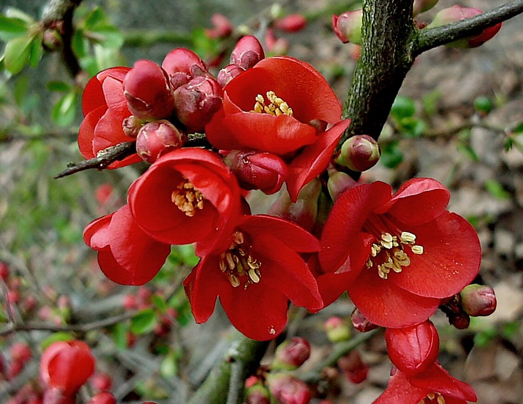 Blooming red by uaf