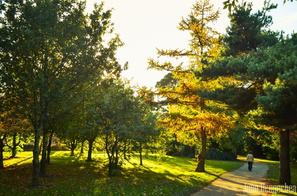 Marlay Park - Dublin - Ireland by Juno Bengochea