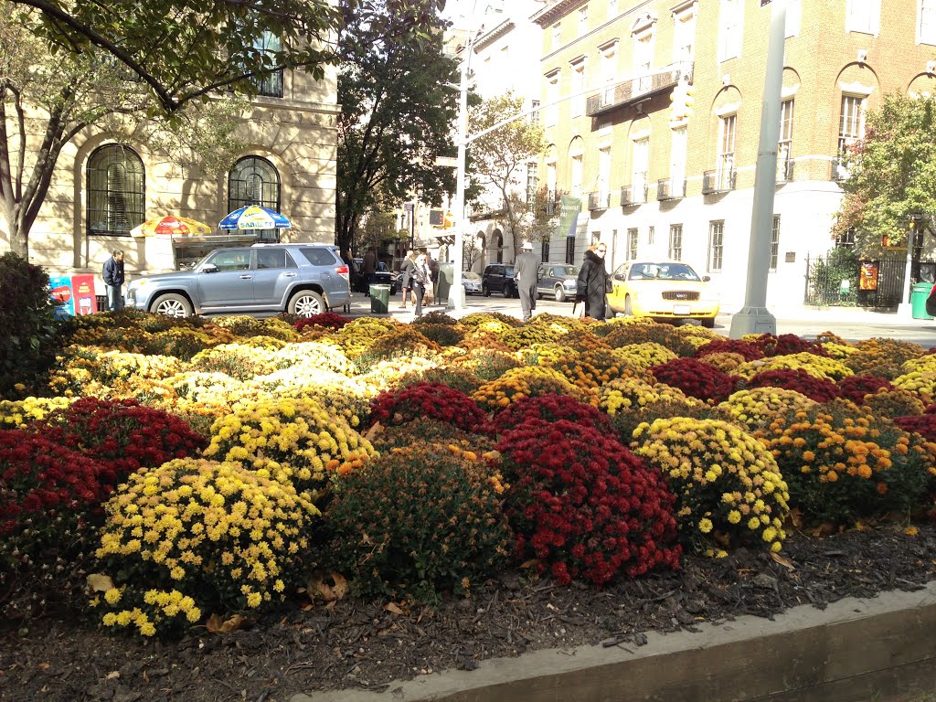 Gorgeous & Beautiful Flowers Specially for you. Manhattan. New York City. New York. USA. by MrNAASSIR