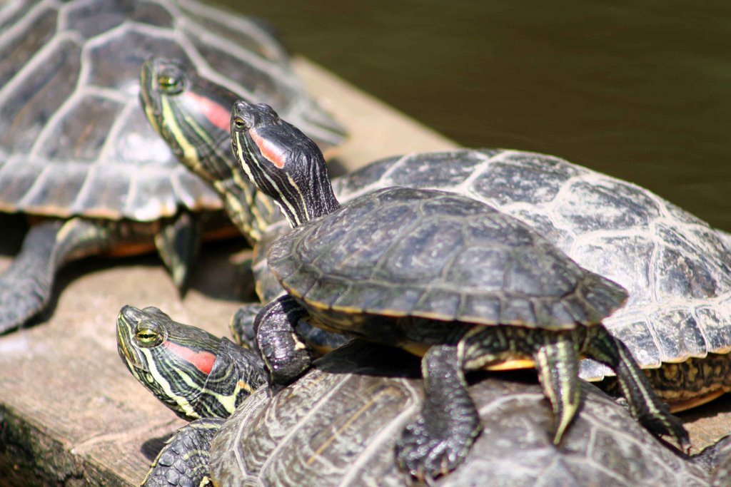 turtle ride by marek cibulka