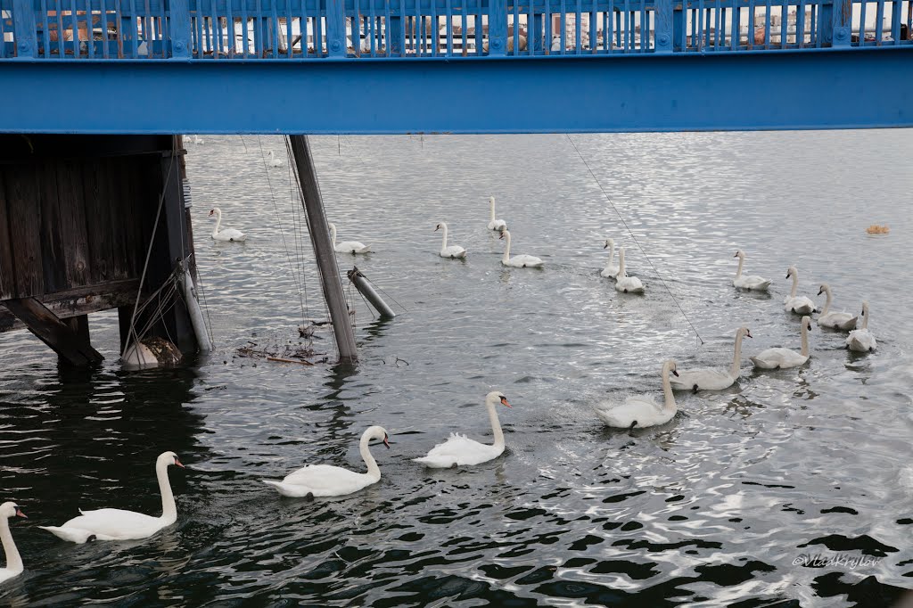 New York. Brooklyn. City after Sandy storm. Swans and yachts sunk in the storm waves. by VLAD KRYLOV