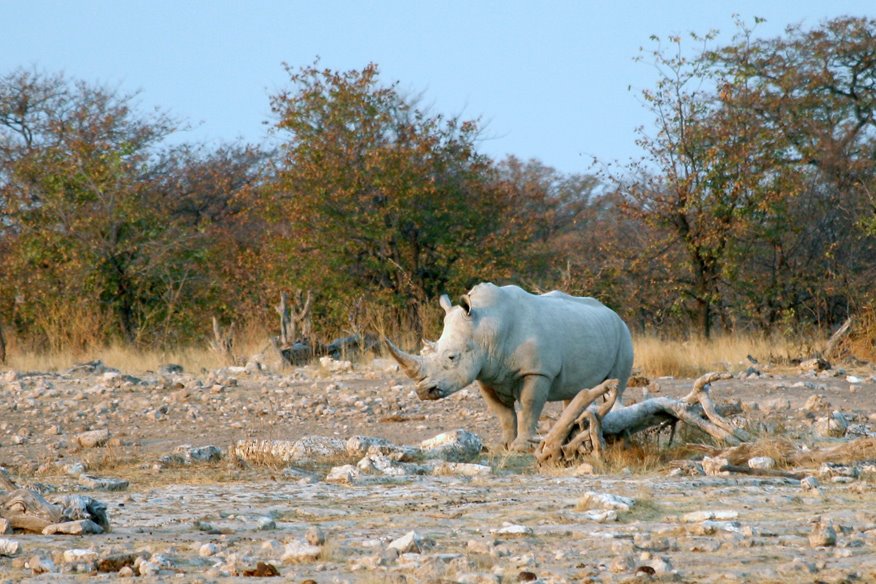 Etosha, Helio area by Banja-Frans Mulder