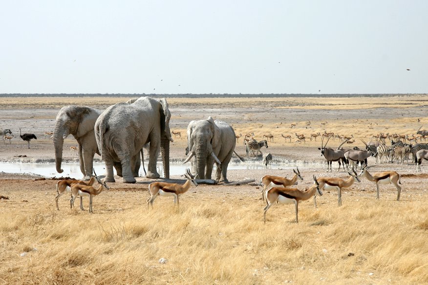 Etosha, Gemsbokvlakte by Banja-Frans Mulder