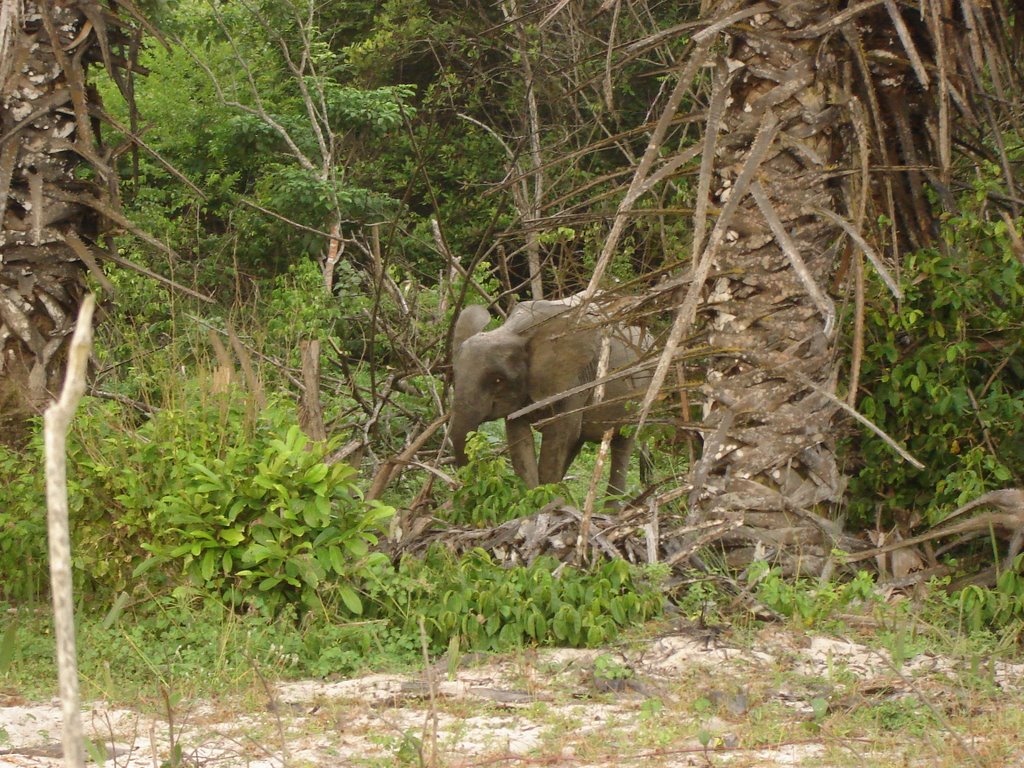 Jeune éléphant by Pat BarbeBlues