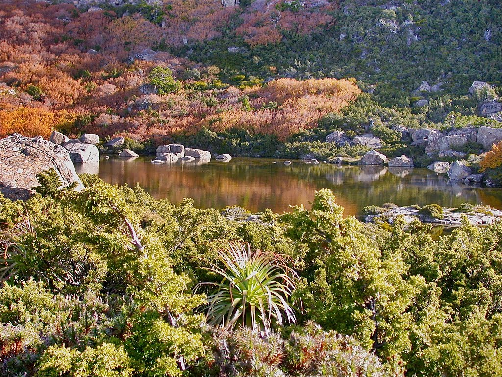 Tarn Shelf, Mt Field National Park, Tasmania, Australia by ronrainbow