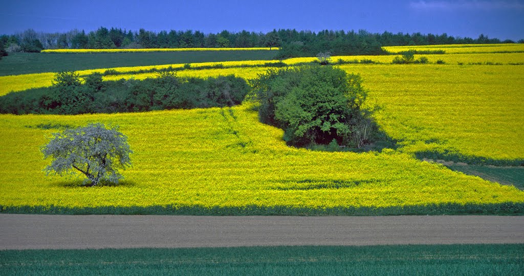 Rapsfelder bei Stein III (XD7) by munzart