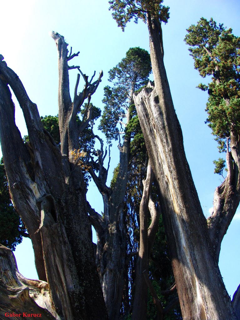 Giant and old Cupressus - Villa D'Este (Tivoli, Italy - 2005) by Gábor Kurucz