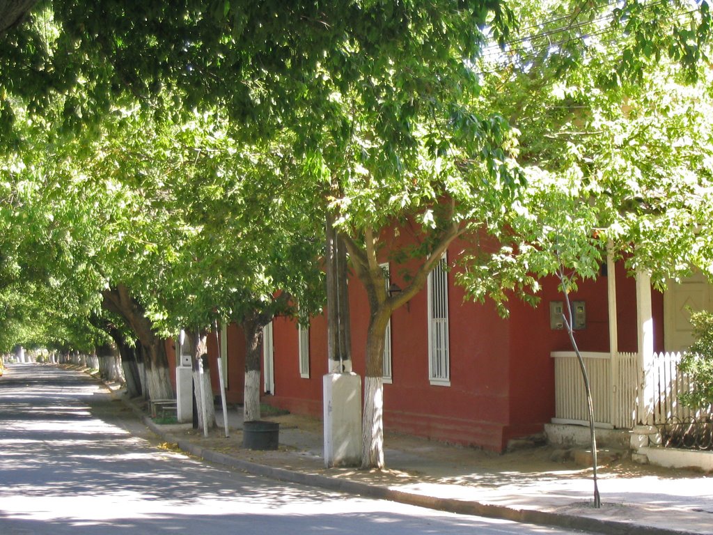 Calle arbolada by José López Tarrés