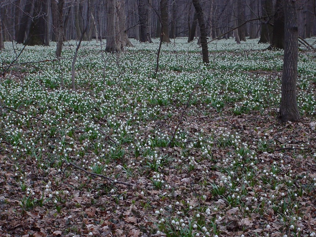 Märzenbecherwald bei Döbritschen by landy51