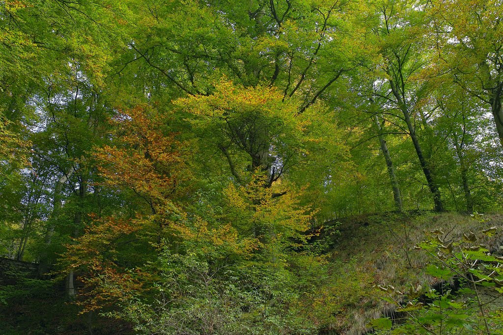 Pennellate di colore nel bosco di faggi verso Villa Lancia - Fobello by Aldo Vola