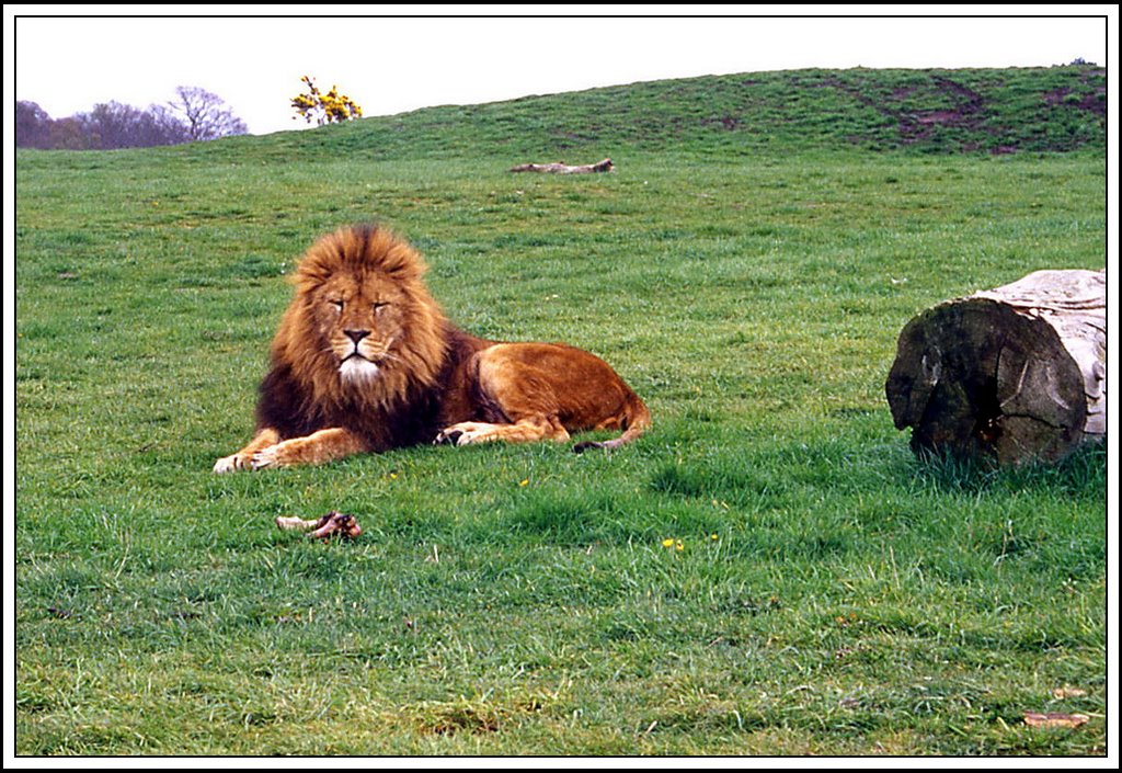 Safari Park by © Roberto Donna