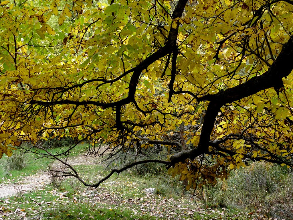 Ramas ofreciendo sus hojas by tres colores