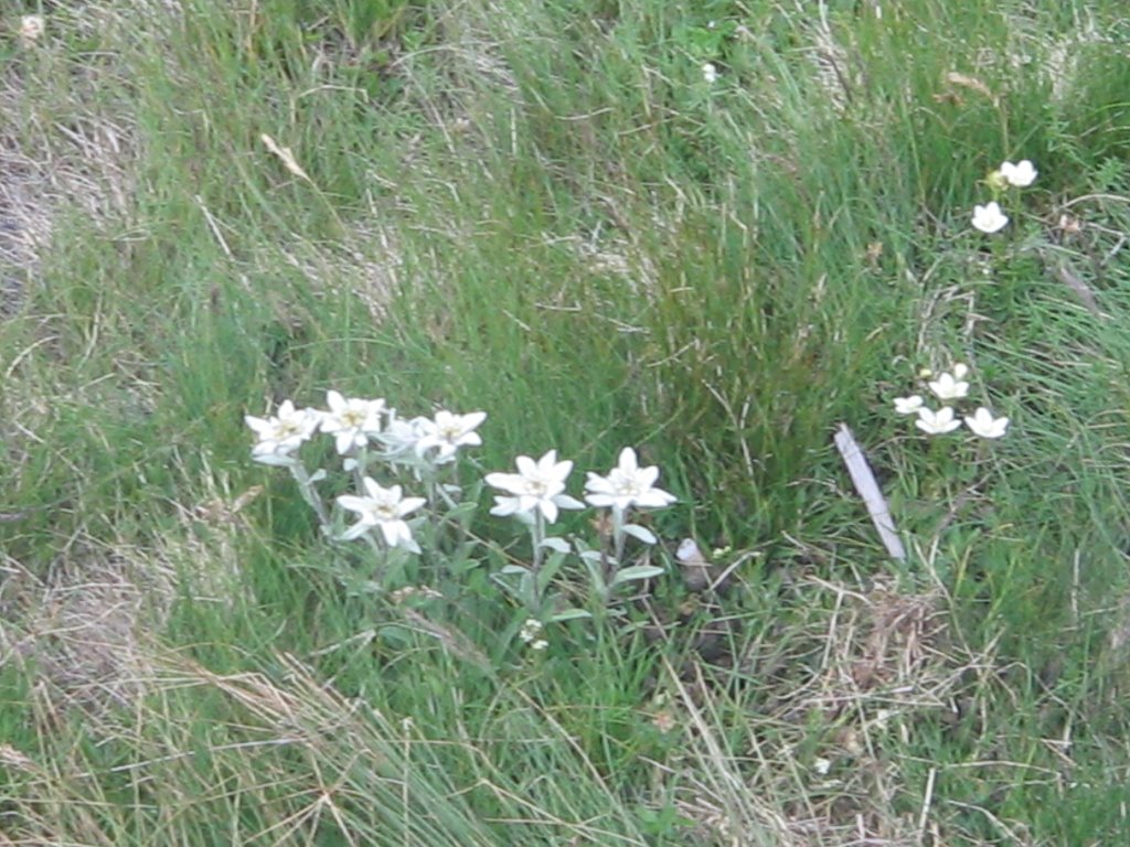 Edelweiss by Rafael Sanjuan