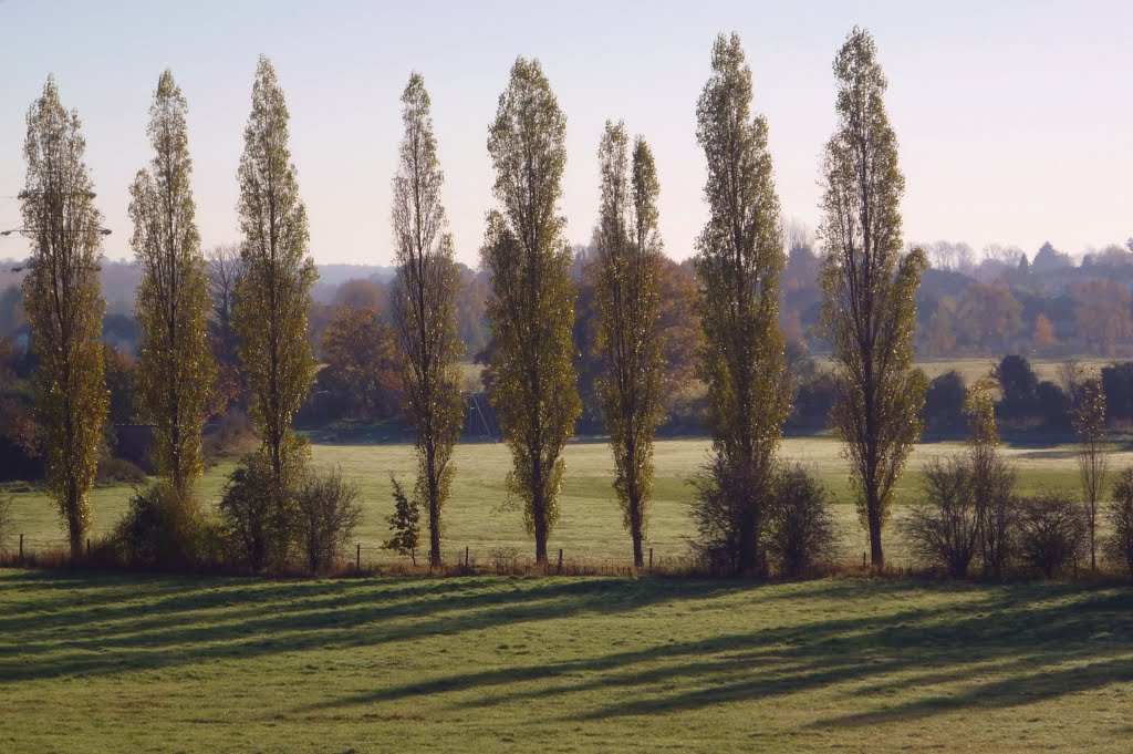 Poplars from Ebury Way by RobBobTun