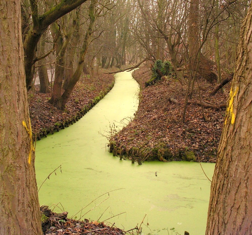 Greenish canal by tomidery