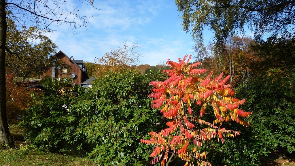 Herbst an der Steigermühle by Horst Schumacher