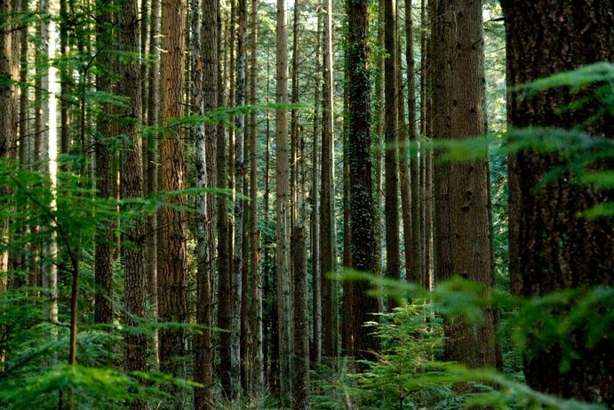 Pacific Spirit Regional Park by Minsu Shim