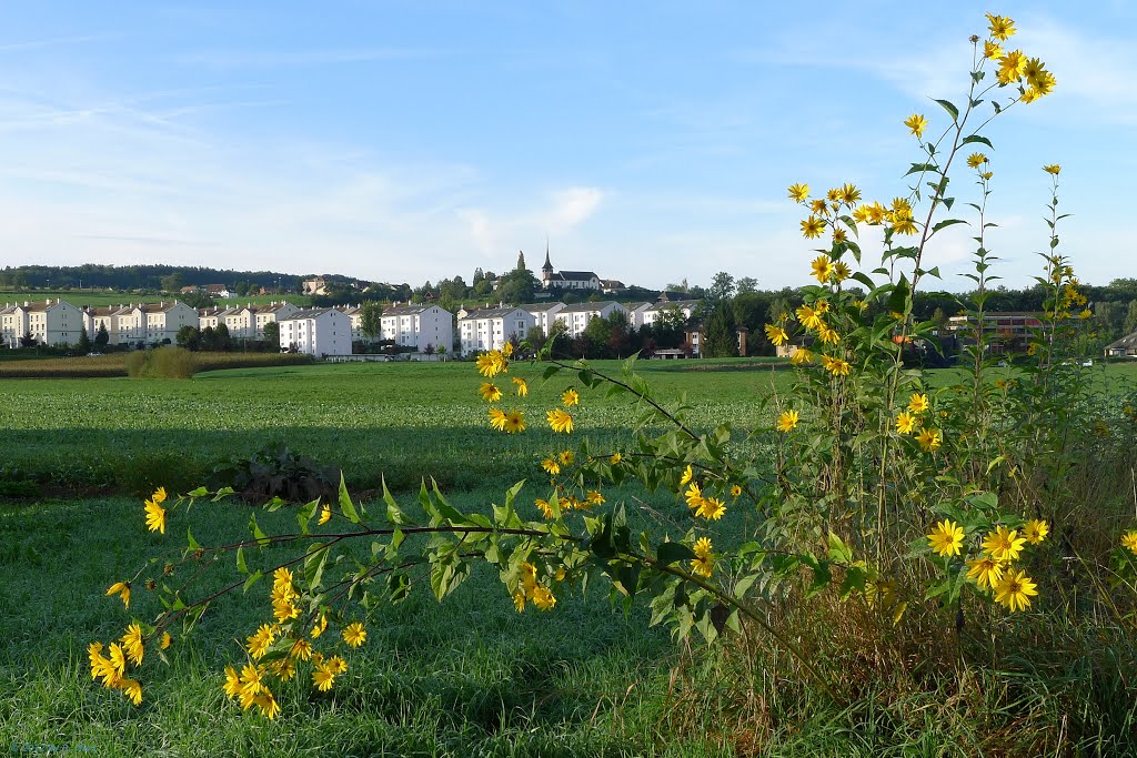 Last September Light {Bösingen, Switzerland} by Merz_René