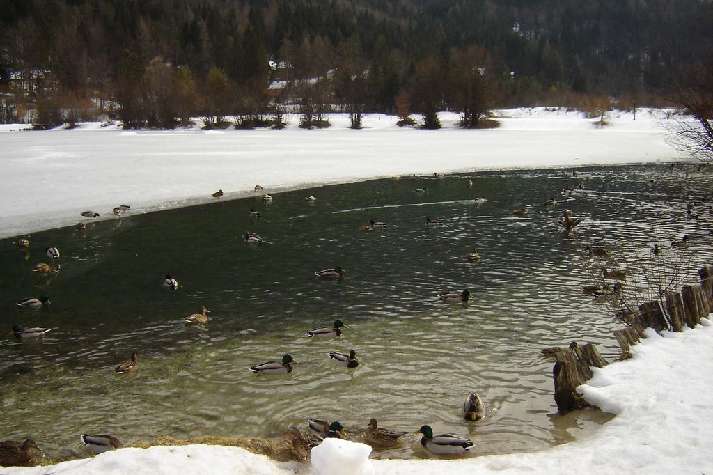 Ducks on Lake Jasna, Kranjska Gora by Mladen.J