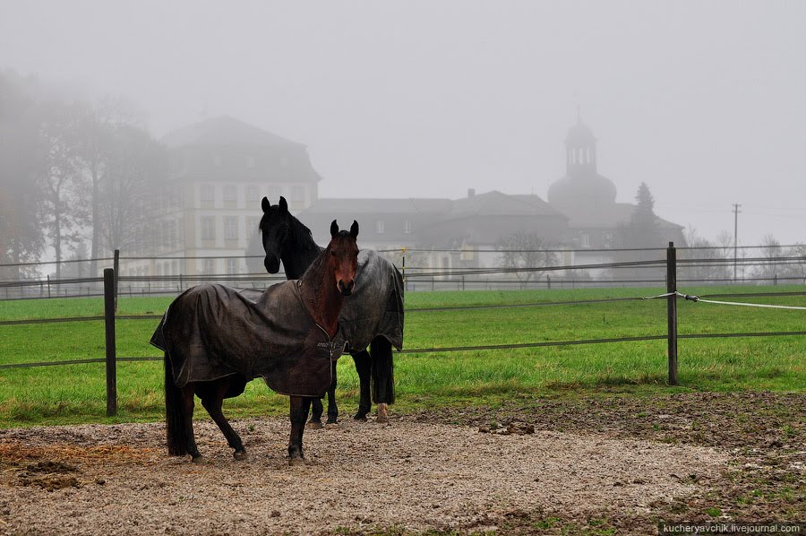 Horses in front of Jägersburg Castle in Bammersdorf near Forchheim by missoni