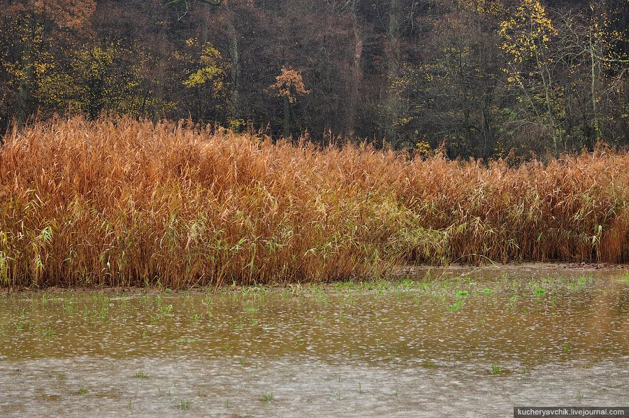 A swamp near Kellerwald by missoni