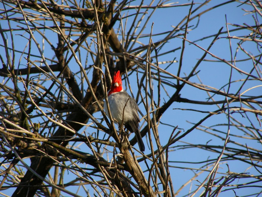 Cardenal de Colonia. by orne