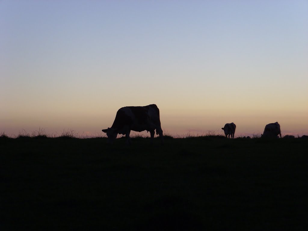 Vaches en ombres chinoises 39 chamole by cassiopee39