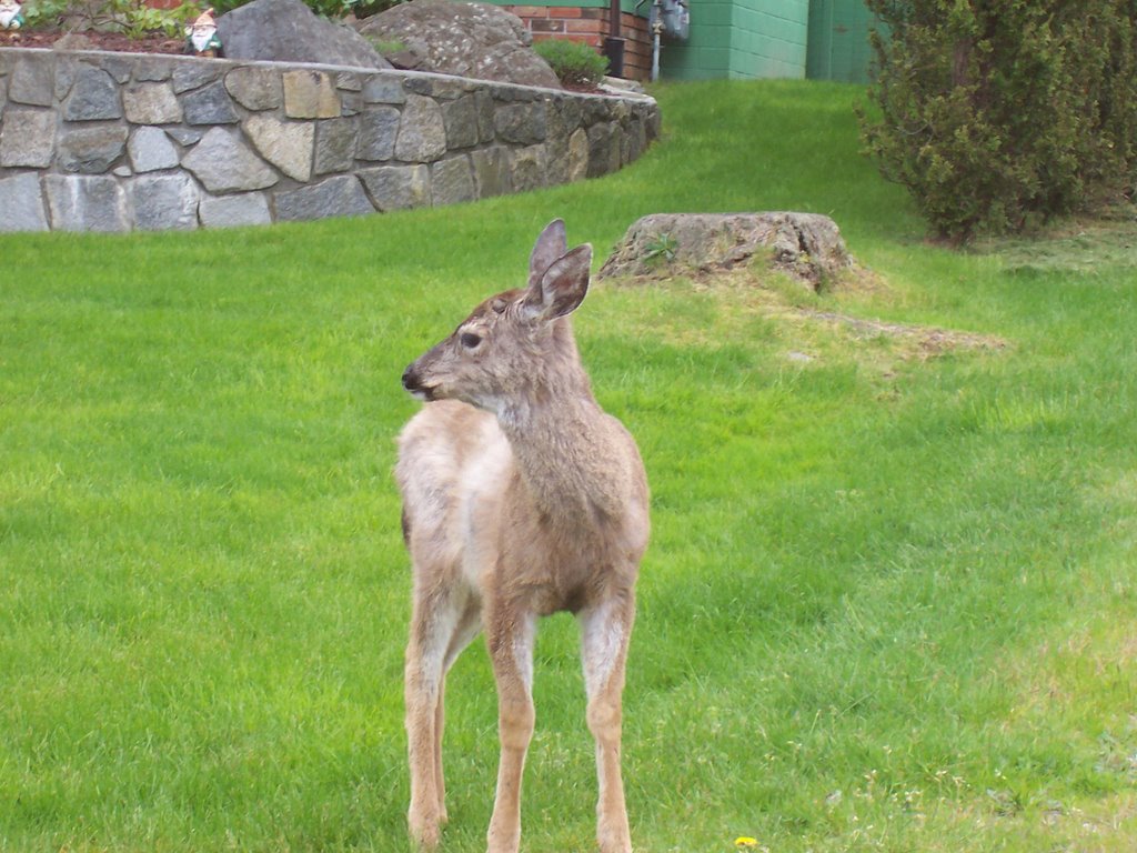 Baby Deer by W. Jason Ritchie