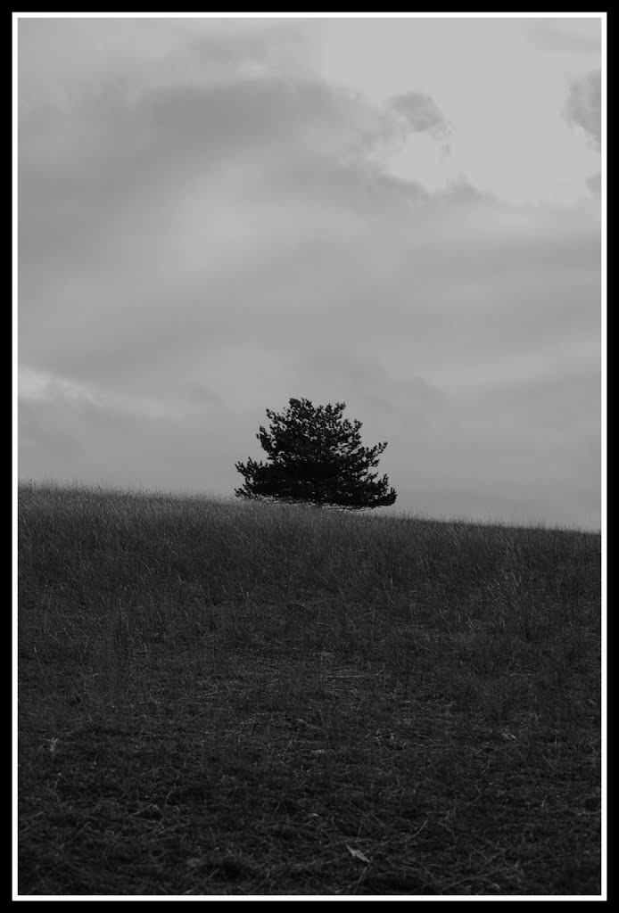 Arbre Noir et Blanc by Leïla Chapuis