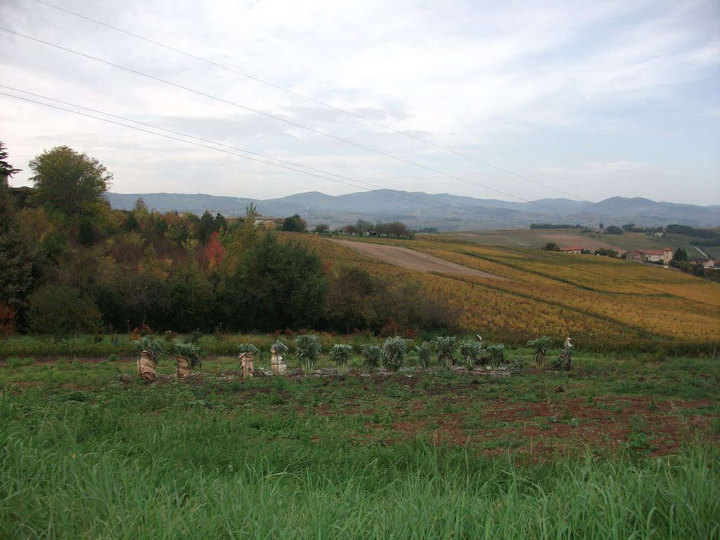 Village fleurie anse by Salomon BARZILAI & Jerome IBY