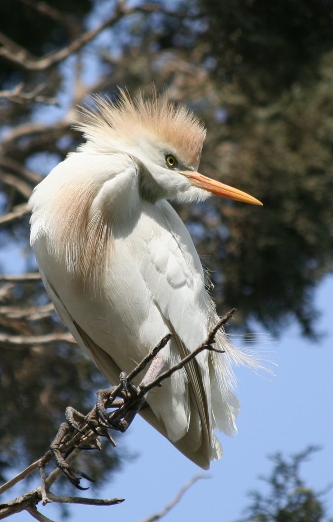 Cattle Egret colony 2 (Bubulcus ibis) by Dror Ben David