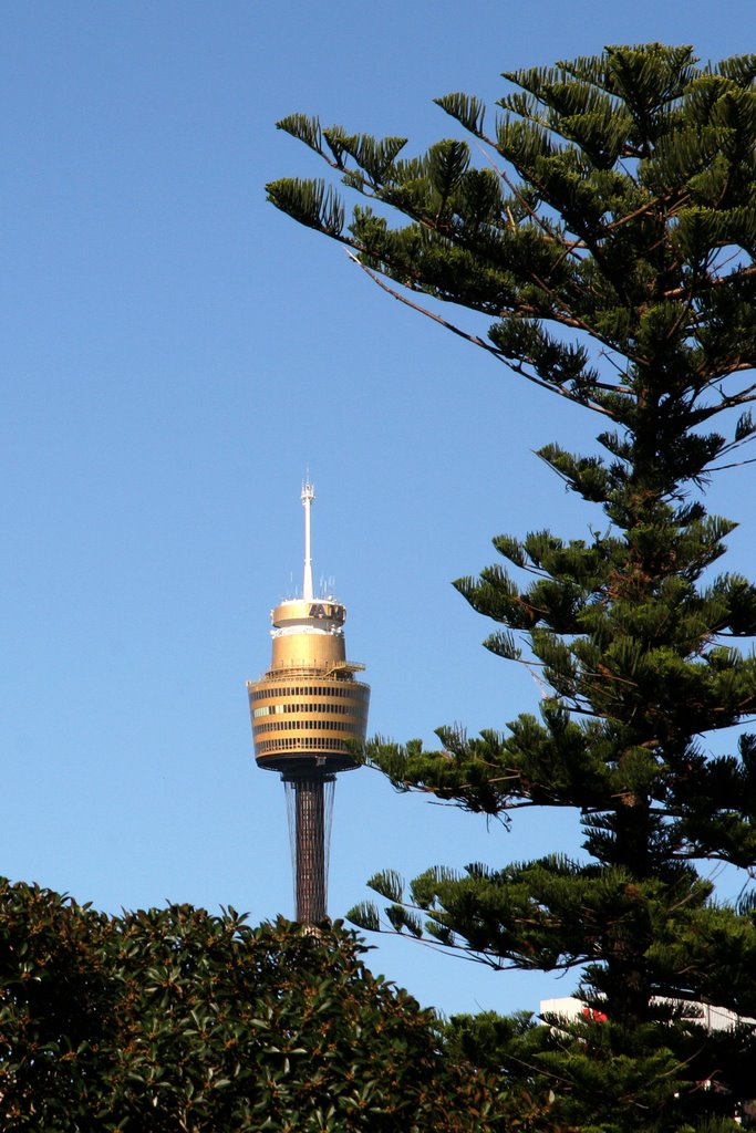 Spike in the City 1: Sydney Tower and Norfolk Island Pine by Ian Stehbens