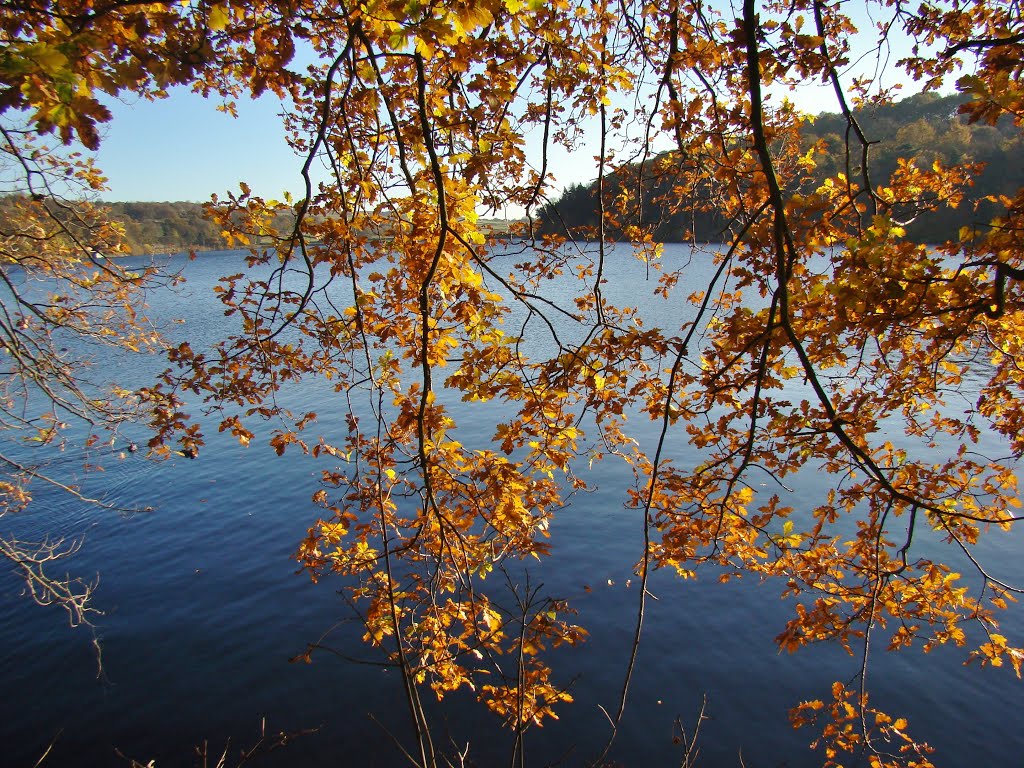 Dam Flask partially obscured by autumnal Oak leaves, Sheffield S6 by sixxsix