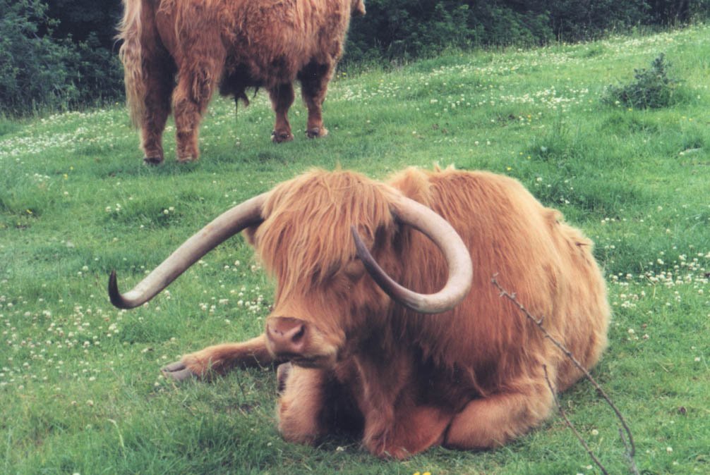 Highland near Drumnadrochit by cattivikkio