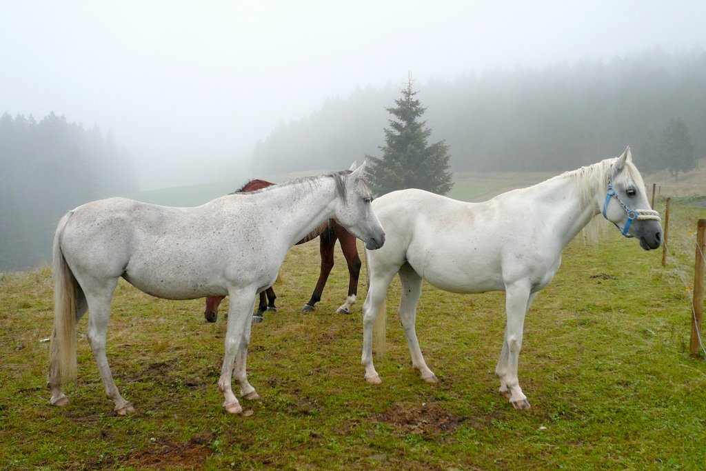 Last Unicorns (without horns) by Der SIGGY