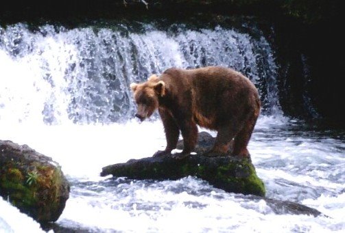 "I have time"Bear in Brooks Falls by Senger