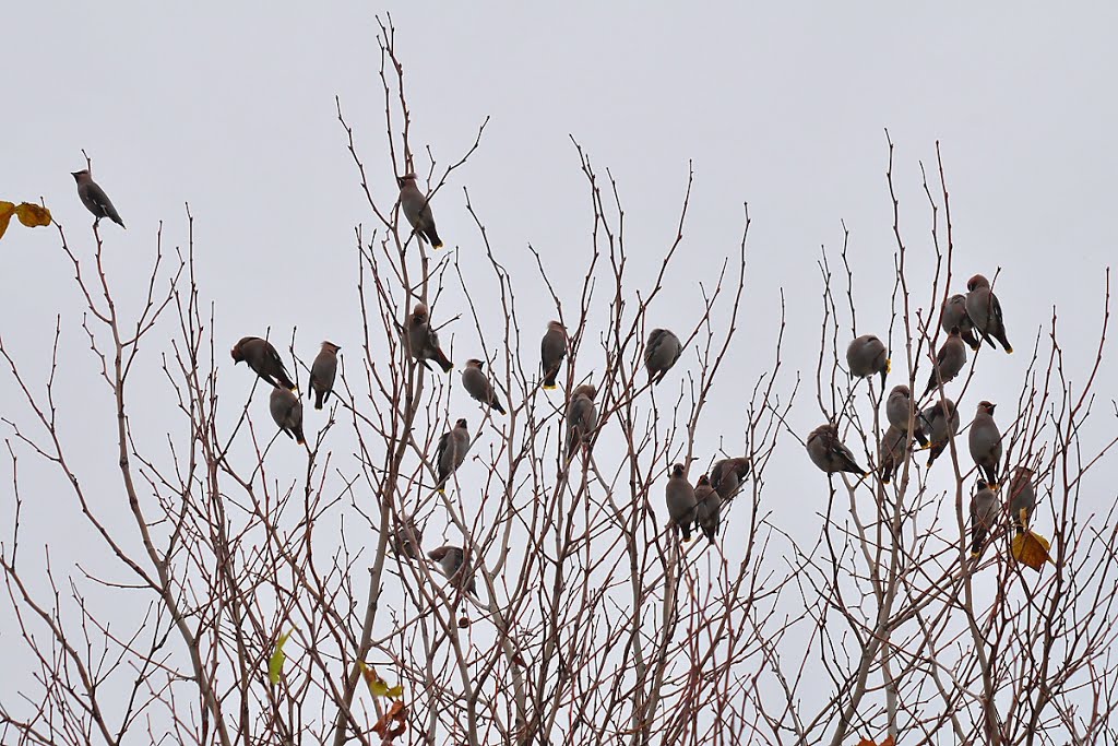 Waxwings in Plane tree by David Humphreys