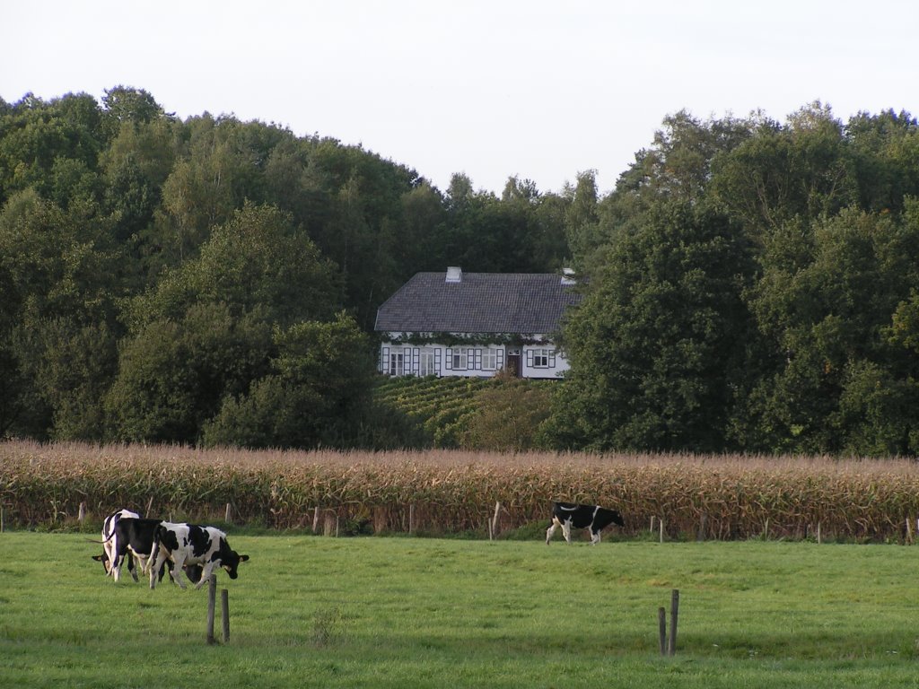 "Kapittelberg" wine estate & vineyard @ Herselt/BE by McPaul