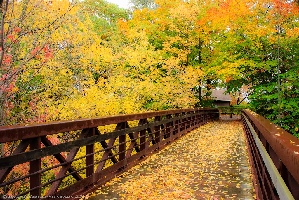 Leaves on a bridge by mprokaziuk