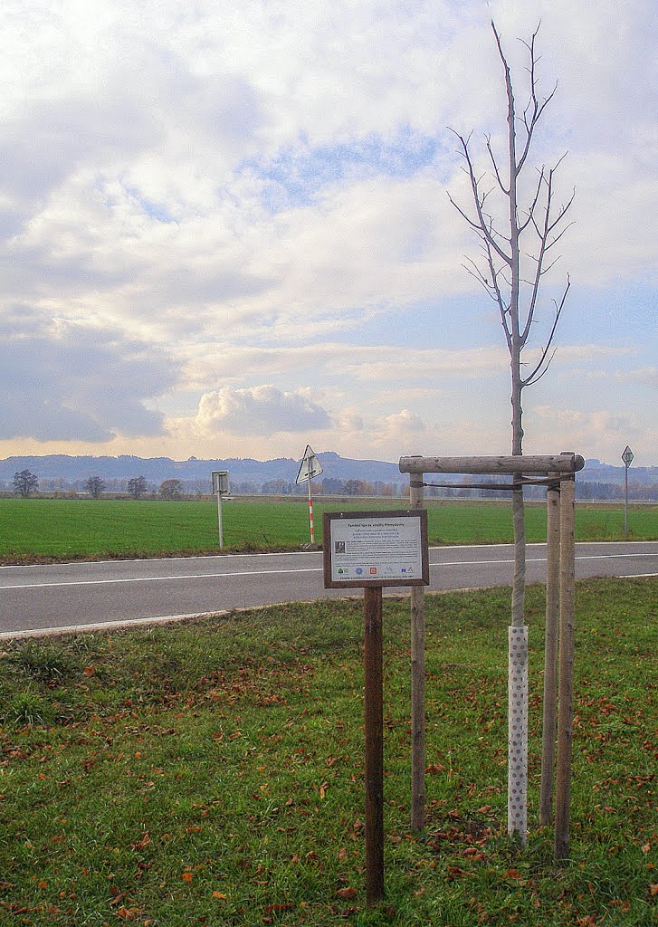 Pamětní lípa sv. Anežky Přemyslovny. Strom vysadil Junák - svaz Skautů a Skautek Č.R. středisko BUKŮVKA Postřelmov v Listopadu 2011 by valsoraj