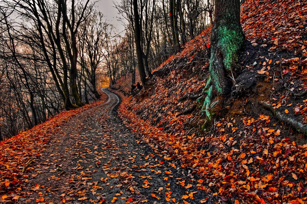 podzimní vycházka... by metol