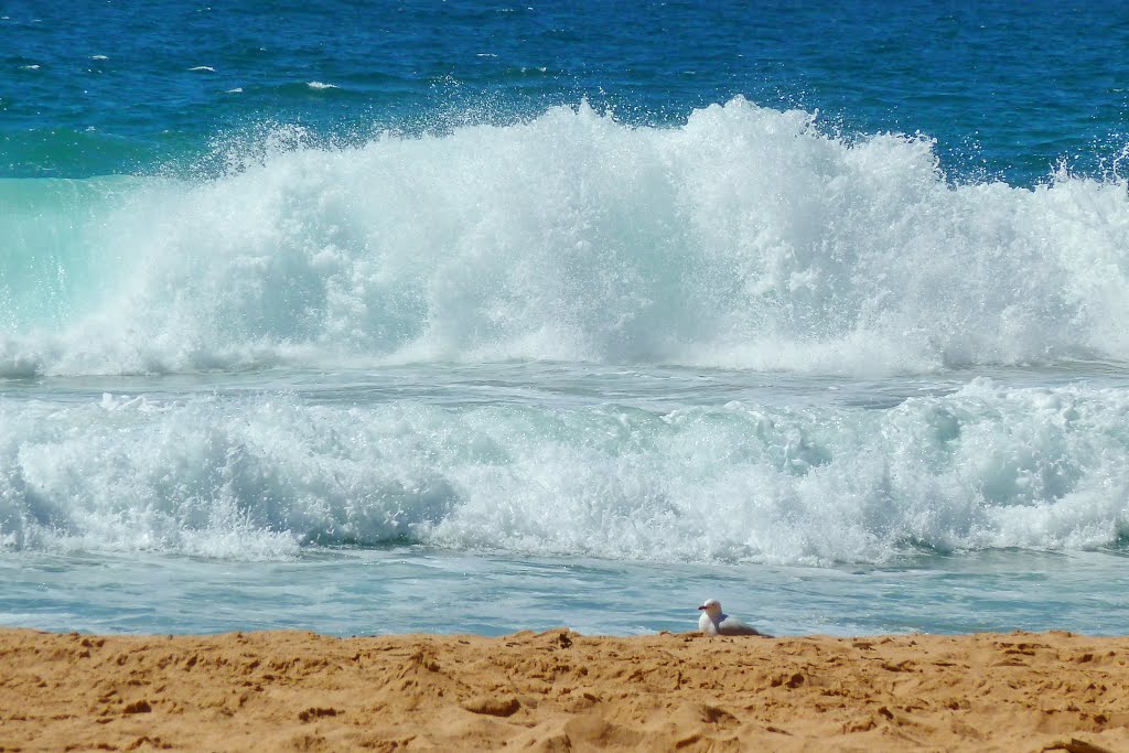 Bilgola Beach by Srdjan Nedović