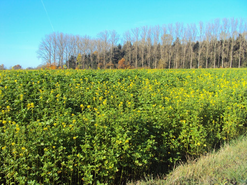 Herentwandeling (november 2012) by Wandelen rond Leuven | Hiking around Leuven (