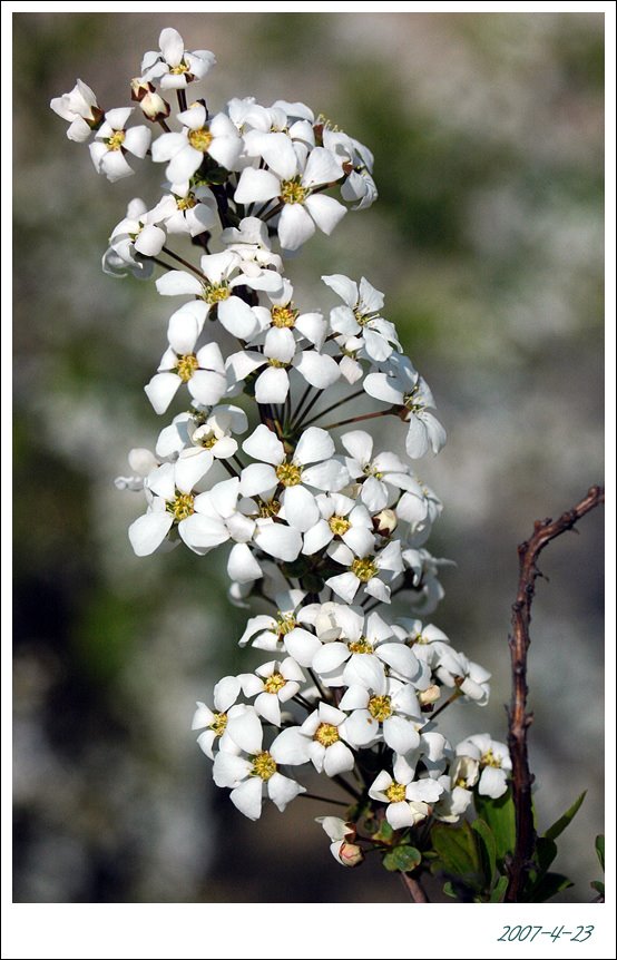 Unknow Flower The Garden of Morningcalm by dundi-인권