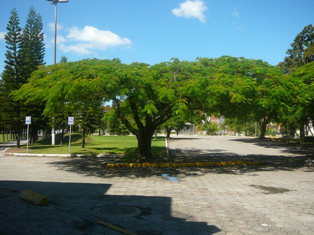 Flamboyant no Estacionamento BU UFSC, 01/03/08 by Fábyo Luiz Pereira