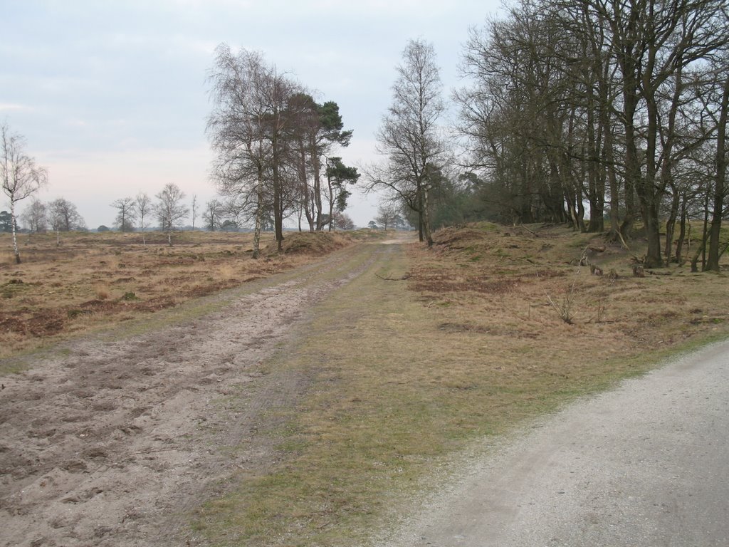 Drents-Friese Wold by Laurens Dam