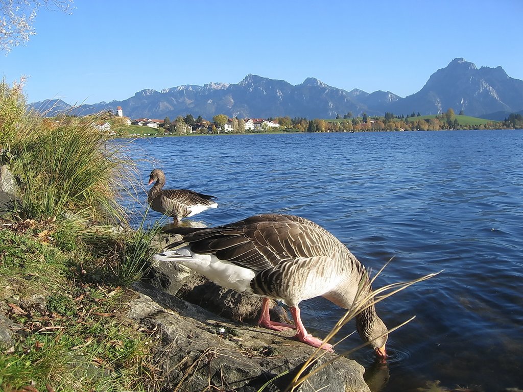 Graugänse am Hopfensee by H.Kneifel